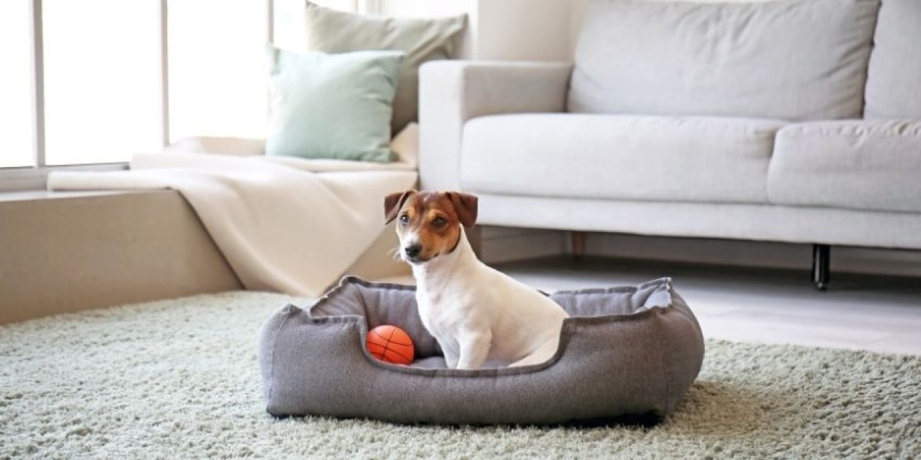 Why You Should Have a Pet Room in Your Home