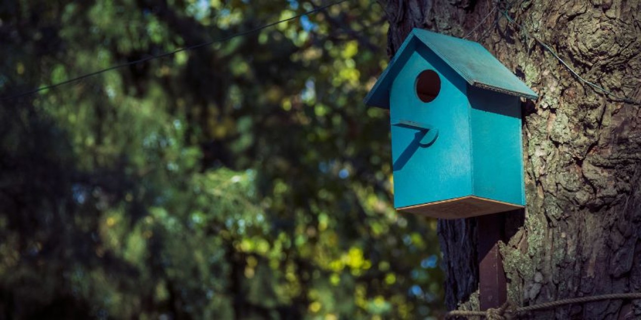 Which Color To Paint Your Birdhouse To Attract Birds