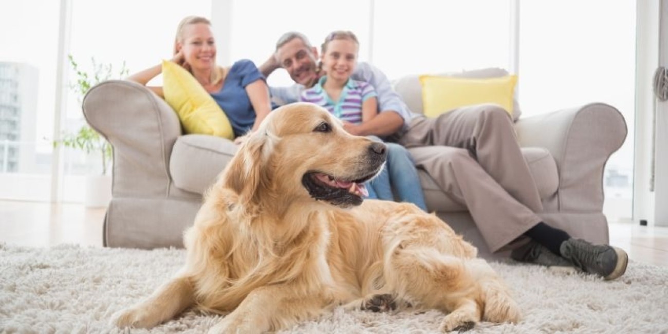 Tips for Decorating Your Furry Friend’s Home