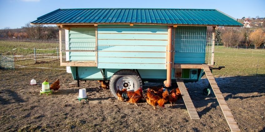 What To Know About Painting a Chicken Coop