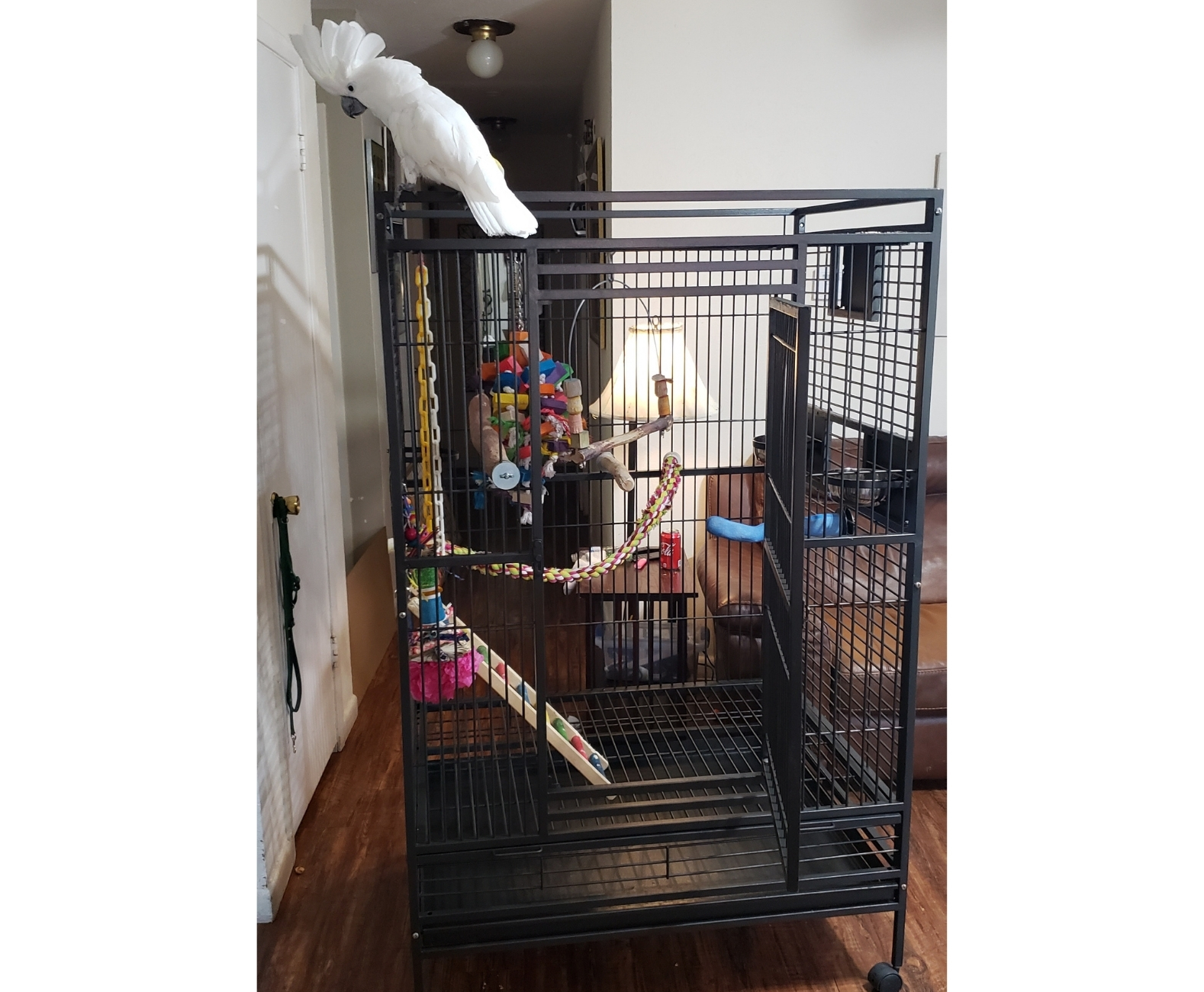 Trisha's Bird Cage Refresh